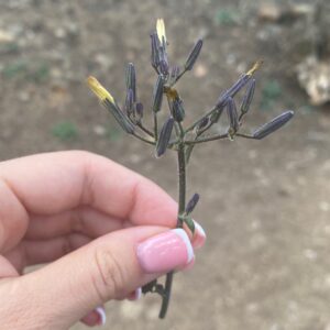 Lactuca cyprica