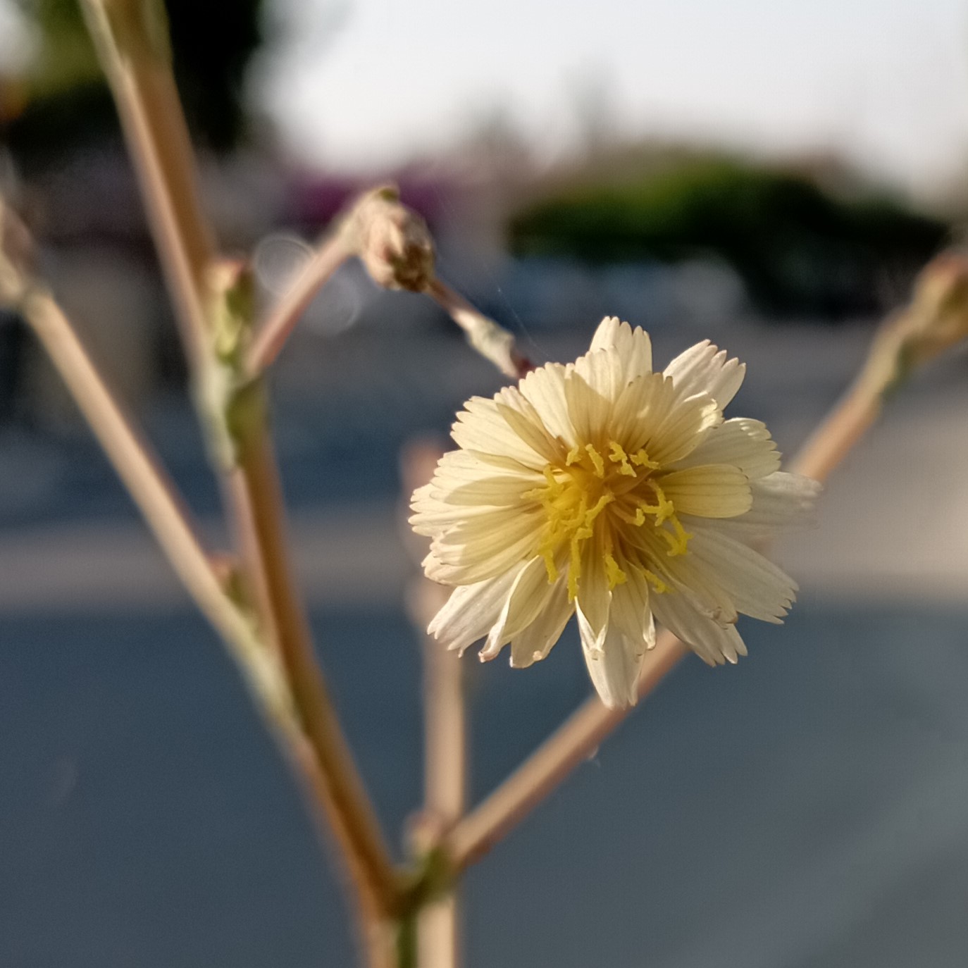 Lactuca serriola