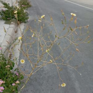 Lactuca serriola