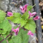 Lamium garganicum subspecies garganicum - Pedoulas