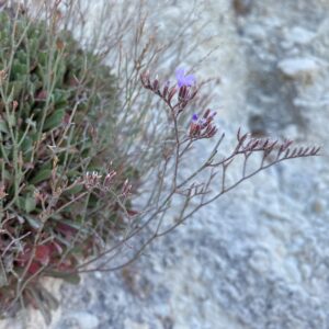 Limonium virgatum