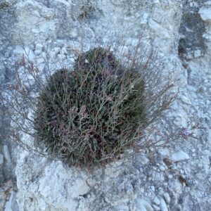 Limonium virgatum