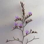 Limonium virgatum Inflorescence