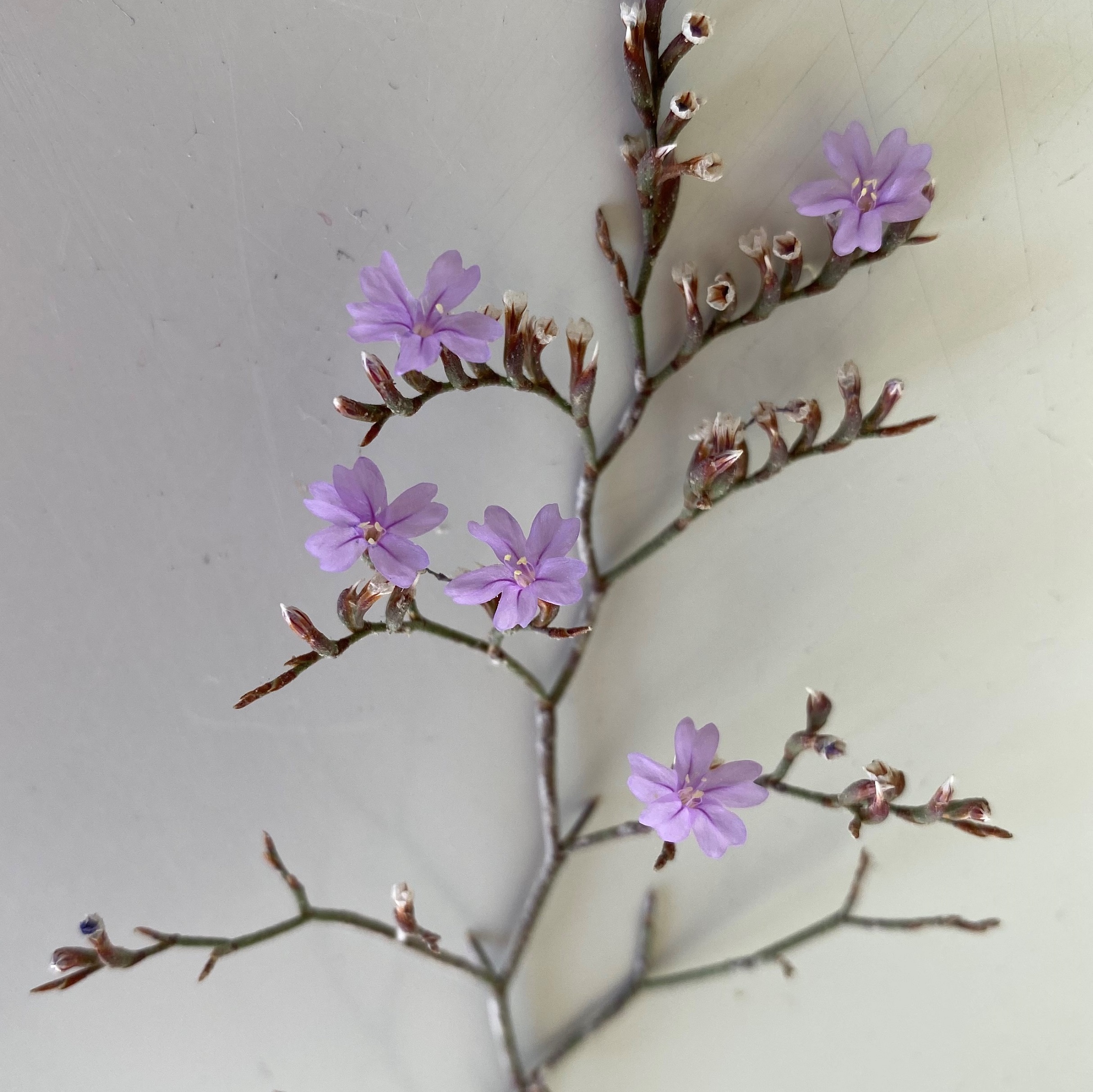 Limonium virgatum Inflorescence