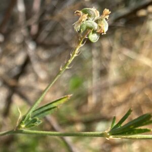 Medicago x varia Pods