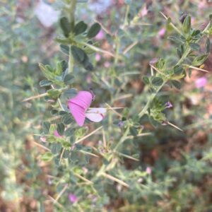 Ononis spinosa subsp. leiosperma