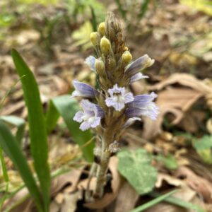 Orobanche aegyptiaca Kardama (2)