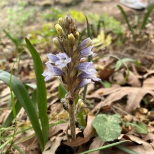 Orobanche aegyptiaca