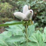 Paeonia mascula subsp. mascula - Seed pods