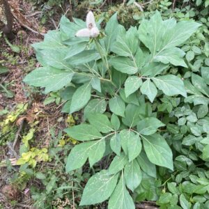 Paeonia mascula subsp. mascula - Seed pods (2)