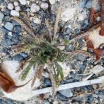 Plantago coronopus subsp. commutata