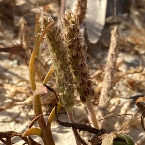 Plantago coronopus subsp. commutata Ovoid capsules