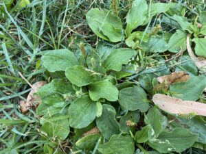 Plantago major