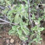 Salvia fruticosa - Leaves