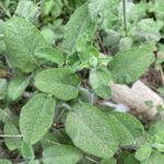 Salvia fruticosa - Leaves