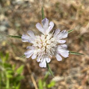 Scabiosa argentea