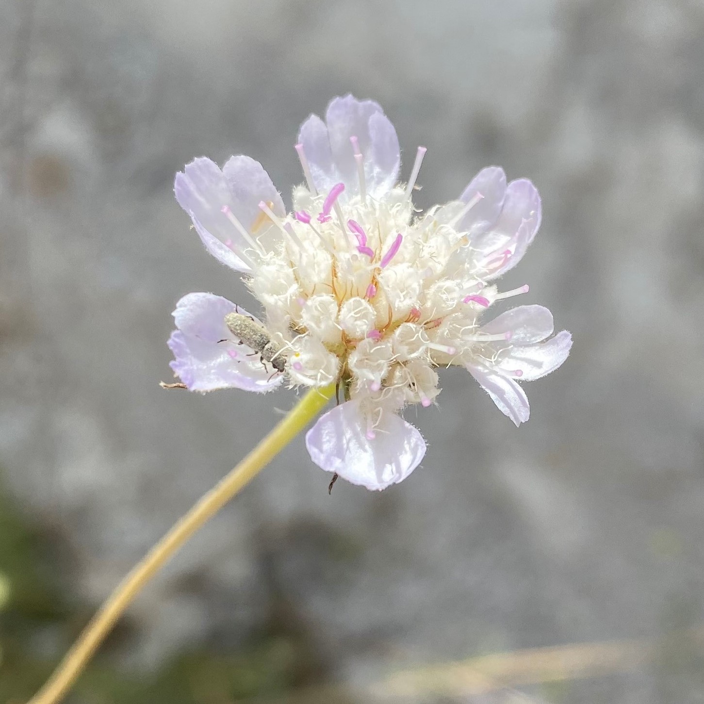 Scabiosa argentea