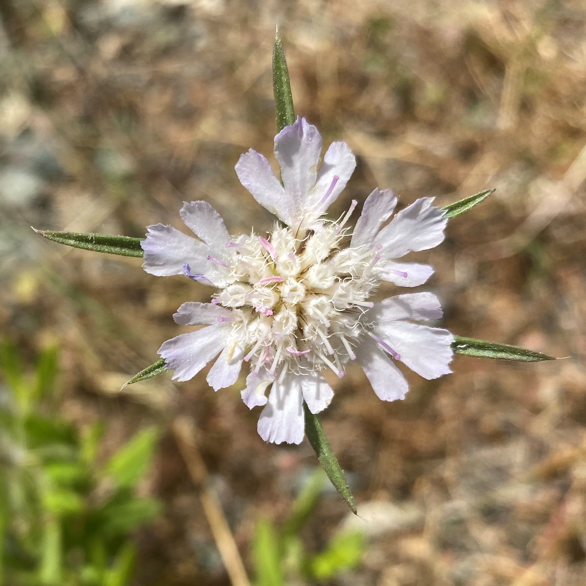 Scabiosa argentea