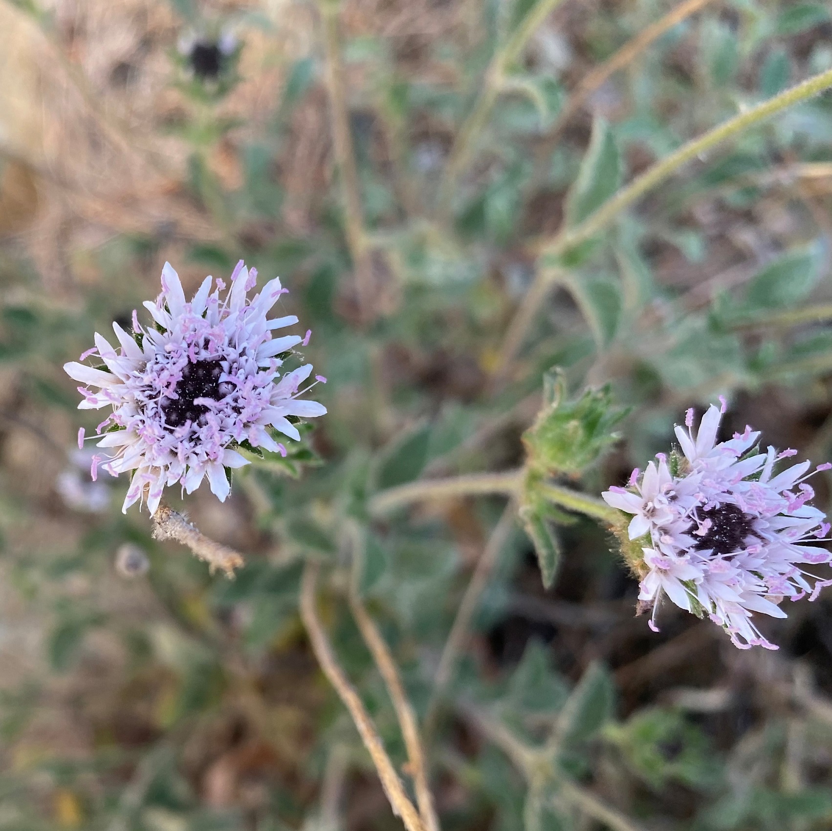 Scabiosa cyprica