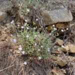 Scabiosa cyprica