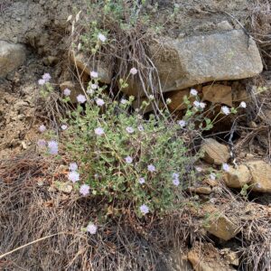 Scabiosa cyprica