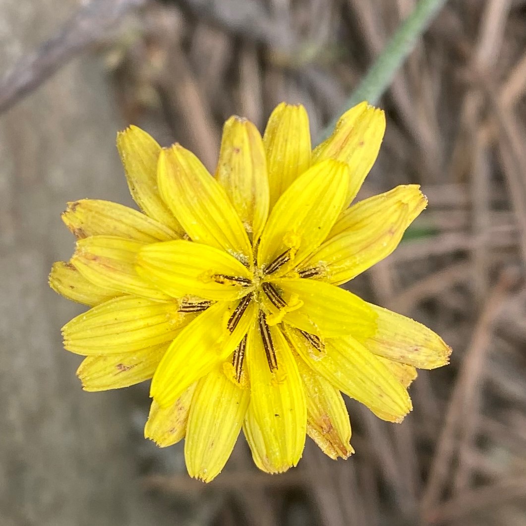 Scorzonera troodea - Flower Prodromos