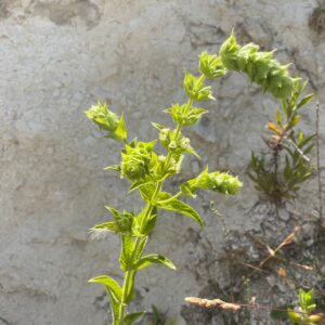 Sideritis perfoliata