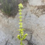 Sideritis perfoliata