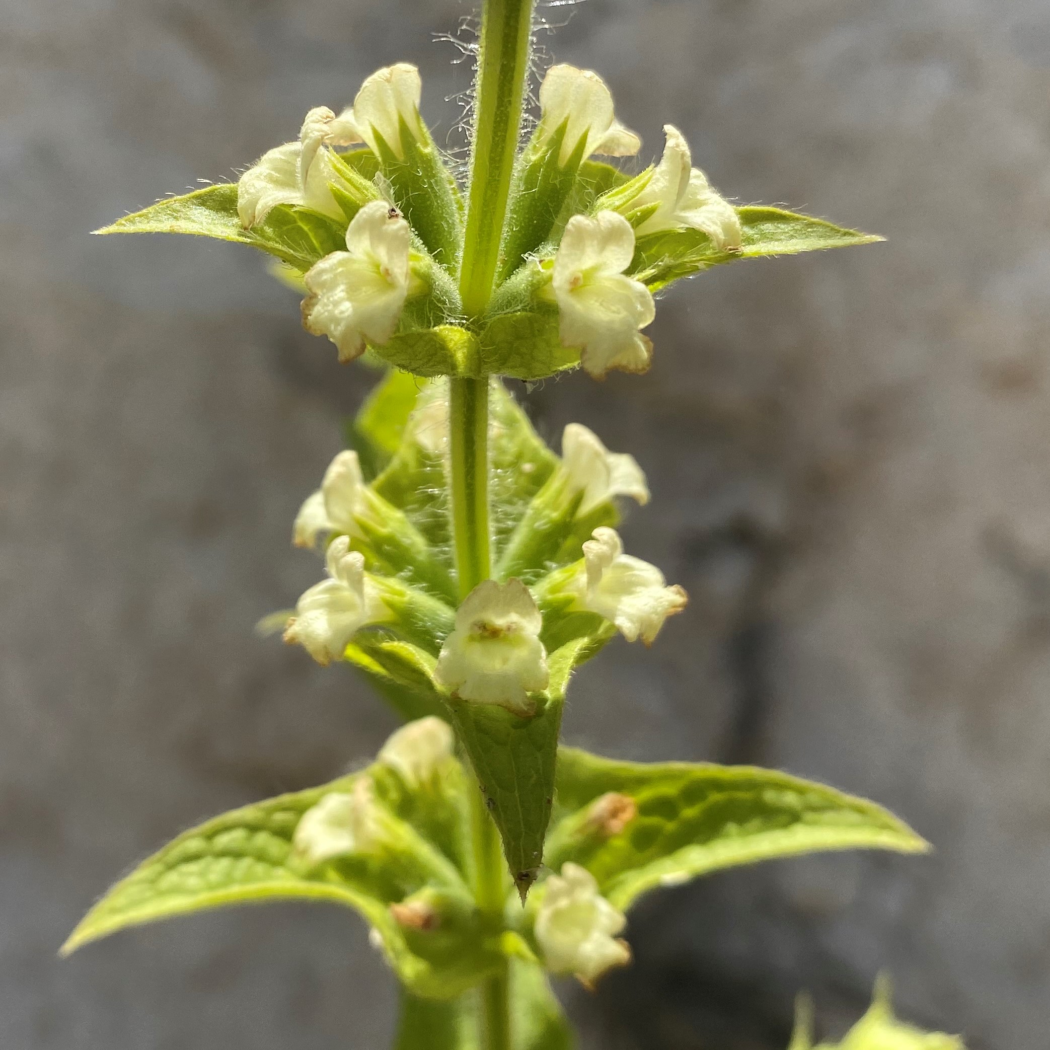 Sideritis perfoliata