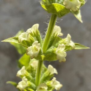 Sideritis perfoliata