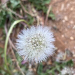 Taraxacum holmboei - Cypselae