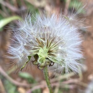 Taraxacum holmboei - Seeds