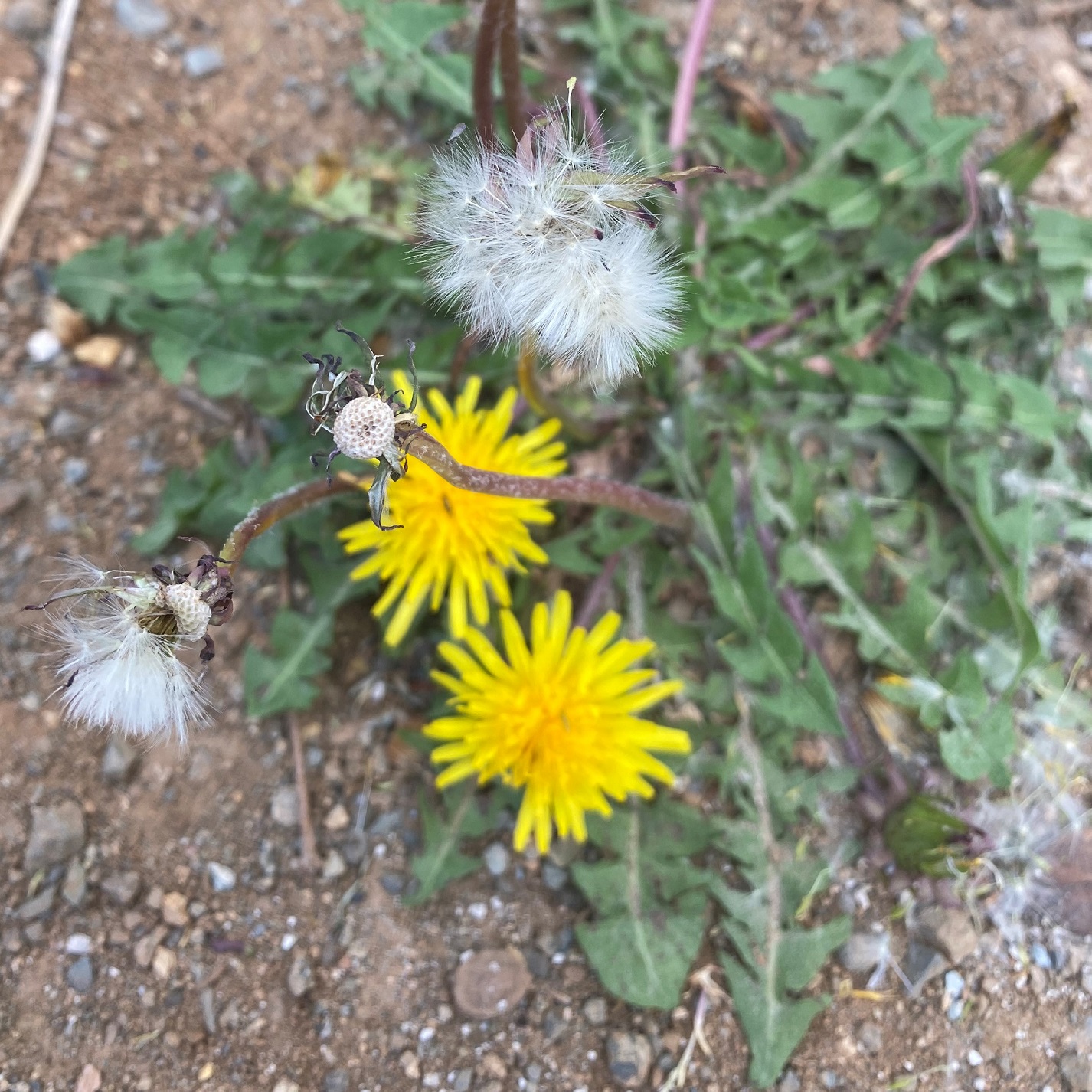 Taraxacum holmboei - Troodos square