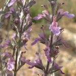 Teucrium creticum