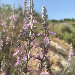 Teucrium creticum