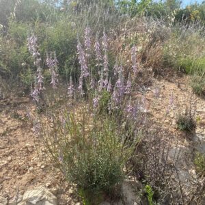 Teucrium creticum