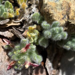 Teucrium cyprium