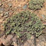 Teucrium cyprium After the flowering period(11)