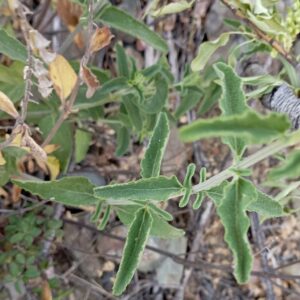 Teucrium kotschyanum - Leaves