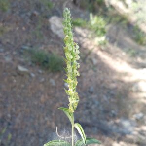 Teucrium kotschyanum - Milikouri