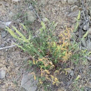 Teucrium kotschyanum - Milikouri (4)