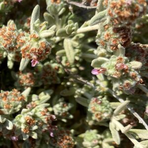 Teucrium micropodioides