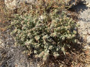 Teucrium micropodioides