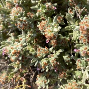 Teucrium micropodioides