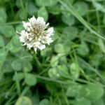 Trifolium repens