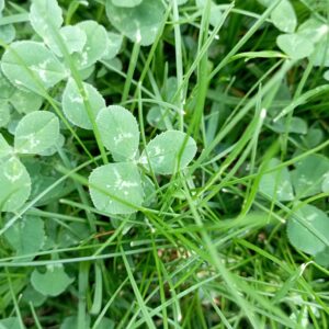 Trifolium repens Leaves