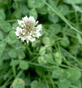 Trifolium repens