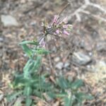 Turritis laxa - Flowers and pods