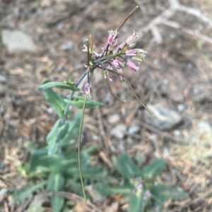 Turritis laxa - Flowers and pods