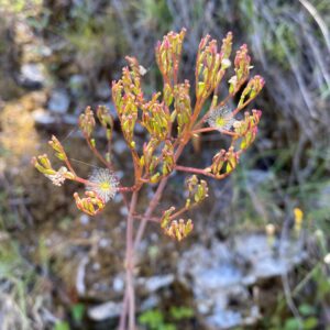 Valeriana italica seeds